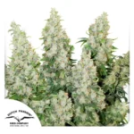 Dutch Passion Auto Think Different