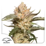 Auto Trichome & Cream Dutch Passion Seed company