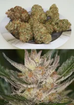 Auto Trichome & Cream Dutch Passion Seed company v2C