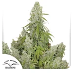 Auto Ultimate Dutch Passion Seed company