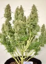 Auto Ultimate Dutch Passion Seed company v2B