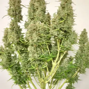 Auto Ultimate Dutch Passion Seed company v2B