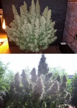 Auto Ultimate Dutch Passion Seed company v2C