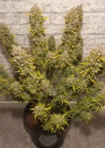 Auto White Widow Dutch Passion Seed company v2B