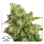 Auto Xtreme Dutch Passion Seed company
