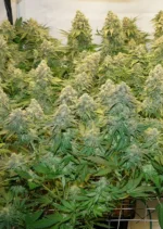 Banana Blaze Dutch Passion Seed company v2C