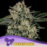 Anesia Seeds Banana MAC - 3 Stück