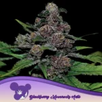 Anesia Seeds Auto Blackberry Moonrocks - 3 Stück