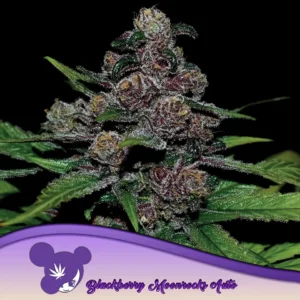 Blackberry Moonrocks Auto 960x960