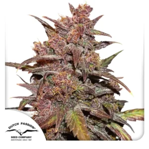 CBD Auto Blackberry Kush Dutch Passion Seed company