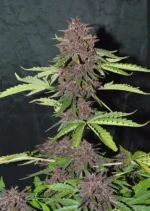 CBD Auto Blackberry Kush Dutch Passion Seed company v2B
