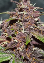 CBD Auto Blackberry Kush Dutch Passion Seed company v2C