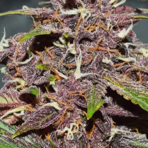 CBD Auto Blackberry Kush Dutch Passion Seed company v2C