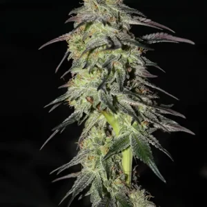 CBD Auto Charlottes Angel Dutch Passion Seed company v2B