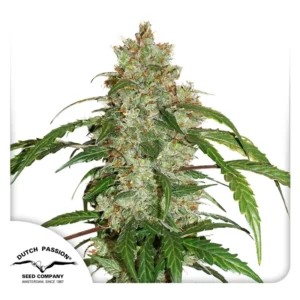 CBD Auto White Widow Dutch Passion Seed company