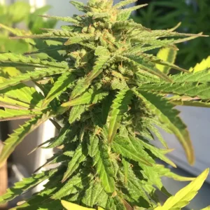 CBD Auto White Widow Dutch Passion Seed company v2B