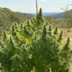 CBD Charlottes Angel Dutch Passion Seed company v2B