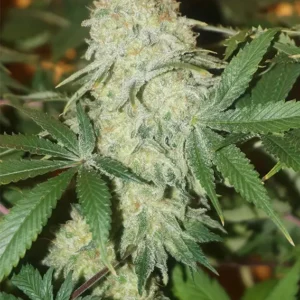 CBD Skunk Haze Dutch Passion Seed company v2B