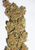 CBD Skunk Haze Dutch Passion Seed company v2C