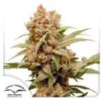 CBG Force Dutch Passion Seed company