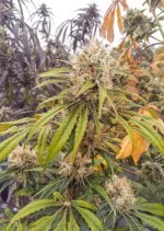 CBG Force Dutch Passion Seed company v2B