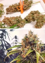 CBG Force Dutch Passion Seed company v2C