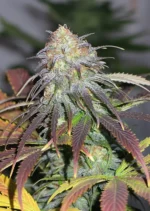 Californian Orange Dutch Passion Seed company v2B