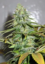 Californian Orange Dutch Passion Seed company v2C