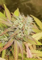 Critical Orange Punch Dutch Passion Seed company v2B