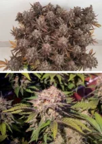 Critical Orange Punch Dutch Passion Seed company v2C