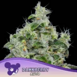 Anesia Seeds Dankberry Auto - 3 Stück