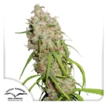 Dutch Passion Desfrán 3er Pack