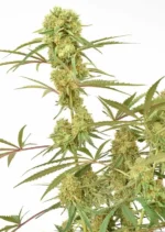 Durban Poison Dutch Passion Seed company v2B