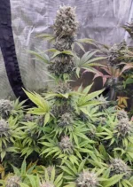 Euforia Dutch Passion Seed company v2B