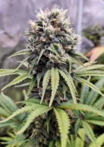 Euforia Dutch Passion Seed company v2C