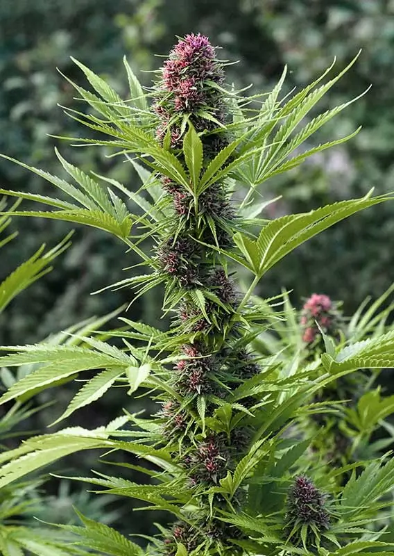 Frisian Dew Dutch Passion Seed company v2B