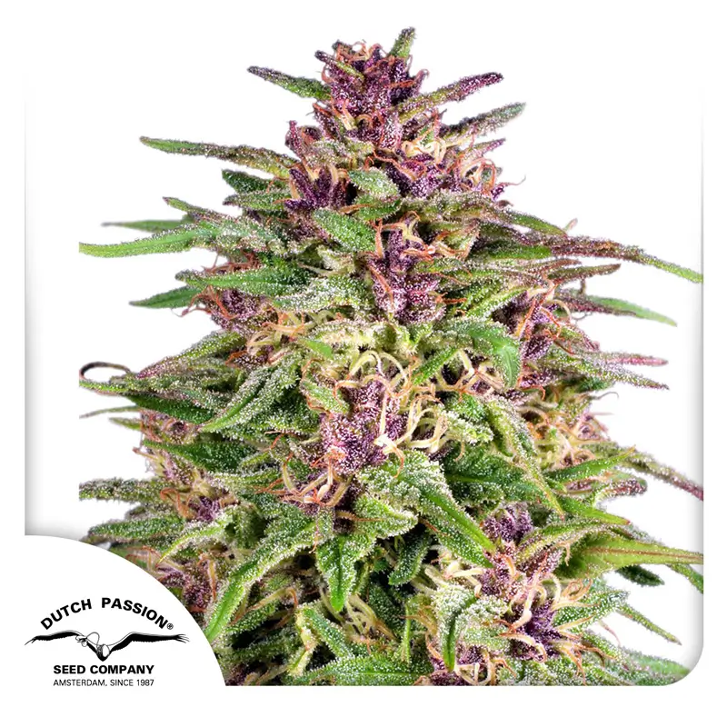 Frisian Dew Dutch Passion Seed company