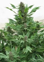 Frisian Duck Dutch Passion Seed company v2B