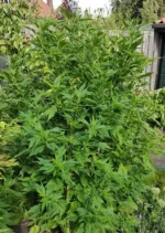 Frisian Duck Dutch Passion Seed company v2C