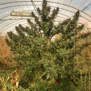 Frisian Duck Dutch Passion Seed company v2D