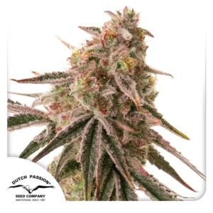 Frozen Biscotti Dutch Passion Seed company