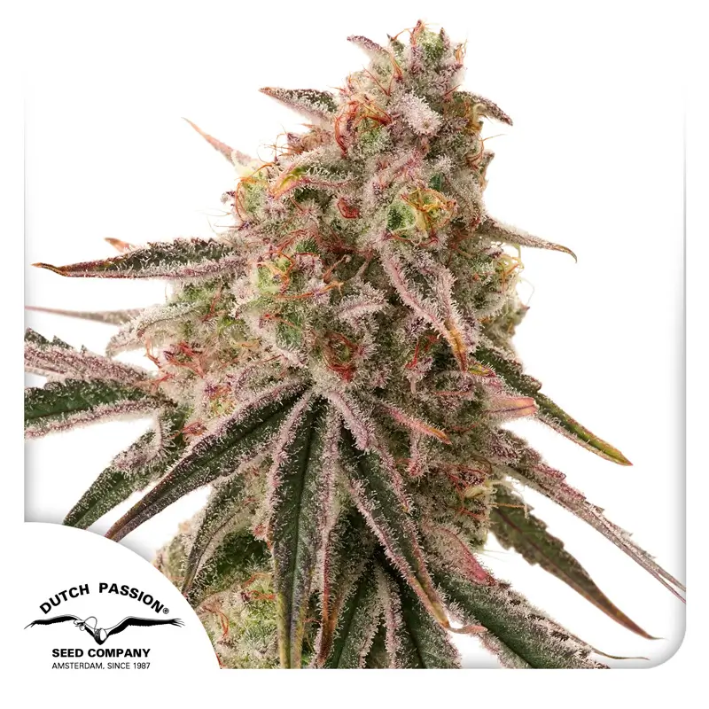 Frozen Biscotti Dutch Passion Seed company