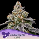 Anesia Seeds Frozen Face Auto - 3 Stück