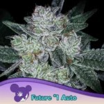 Anesia Seeds Auto Future #1 - 3 Stück