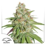 Glueberry OG Dutch Passion Seed company