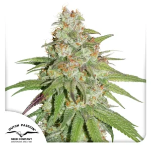 Glueberry OG Dutch Passion Seed company