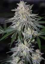 Glueberry OG Dutch Passion Seed company v2B