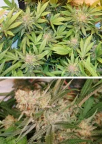 Glueberry OG Dutch Passion Seed company v2C