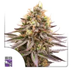 Dutch Passion Gorilla Super Glue