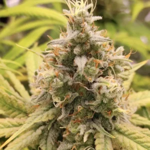 Gorilla Super Glue Super Sativa Seed Club B